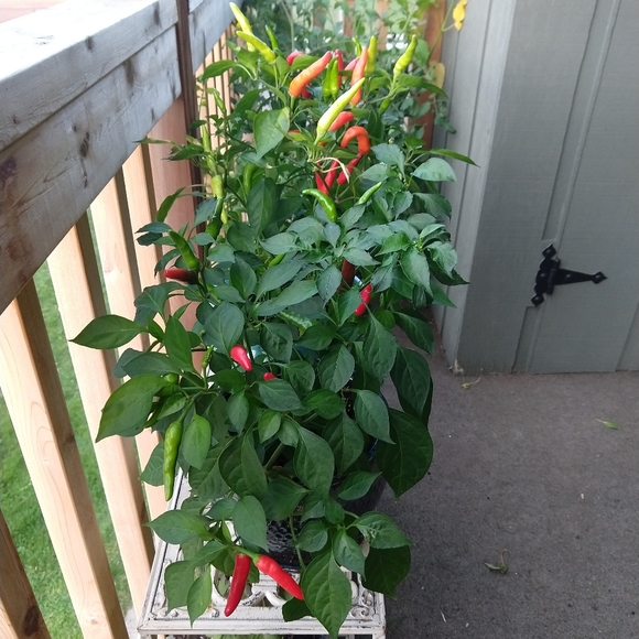 Meet your Posher, Carrie - Picture 14 of 16